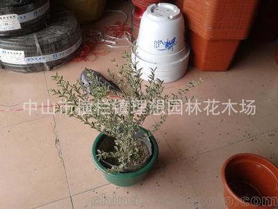 供应小蚌兰中山理想园林绿化工厂区设计施工种植养护工程