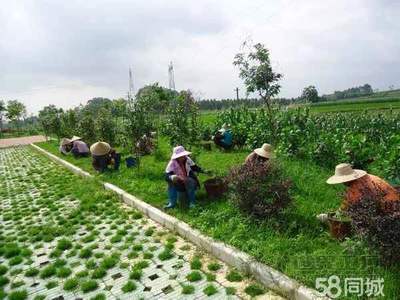 【58同城】鲜花